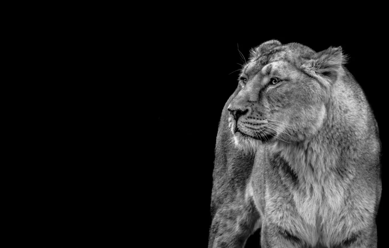 Photo wallpaper Predator, cat, Wildcat, wild, grayscale photography of a lioness