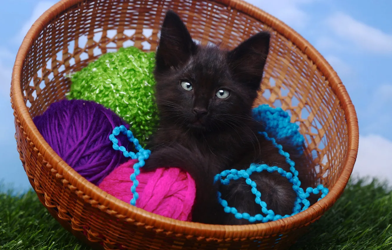 Photo wallpaper cat, the sky, grass, cat, tangle, kitty, background, black