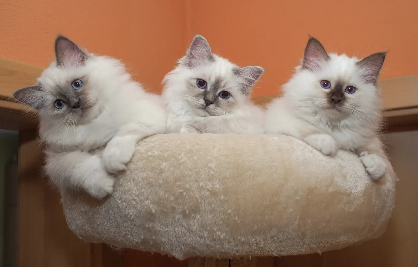 Photo wallpaper look, pose, background, wall, baby, lies, white, kitty