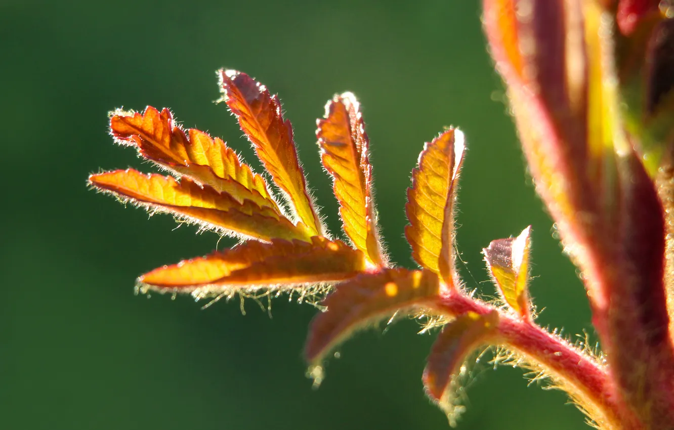 Photo wallpaper macro, spring, leaf