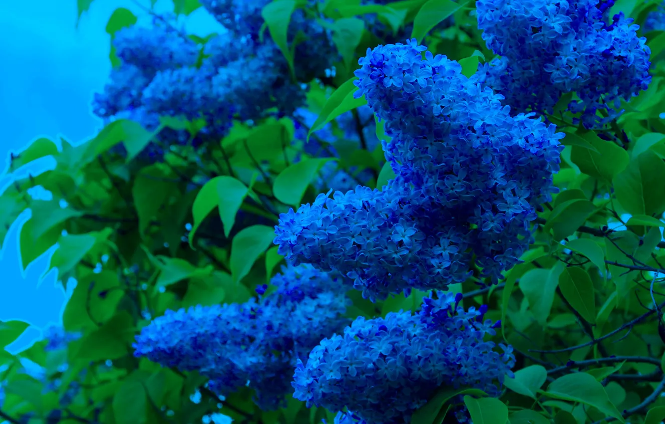 Photo wallpaper flower, blue, spring, lilac, blooming