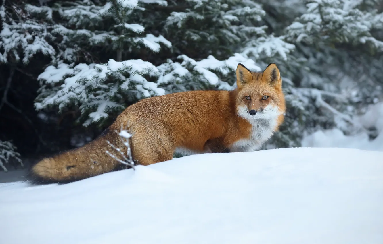 Photo wallpaper winter, snow, Fox, beauty, red
