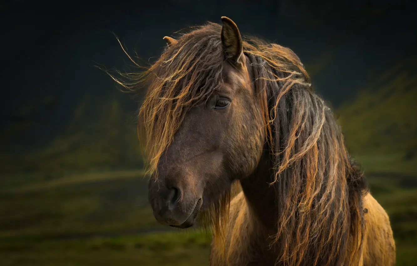 Photo wallpaper look, horse, mane