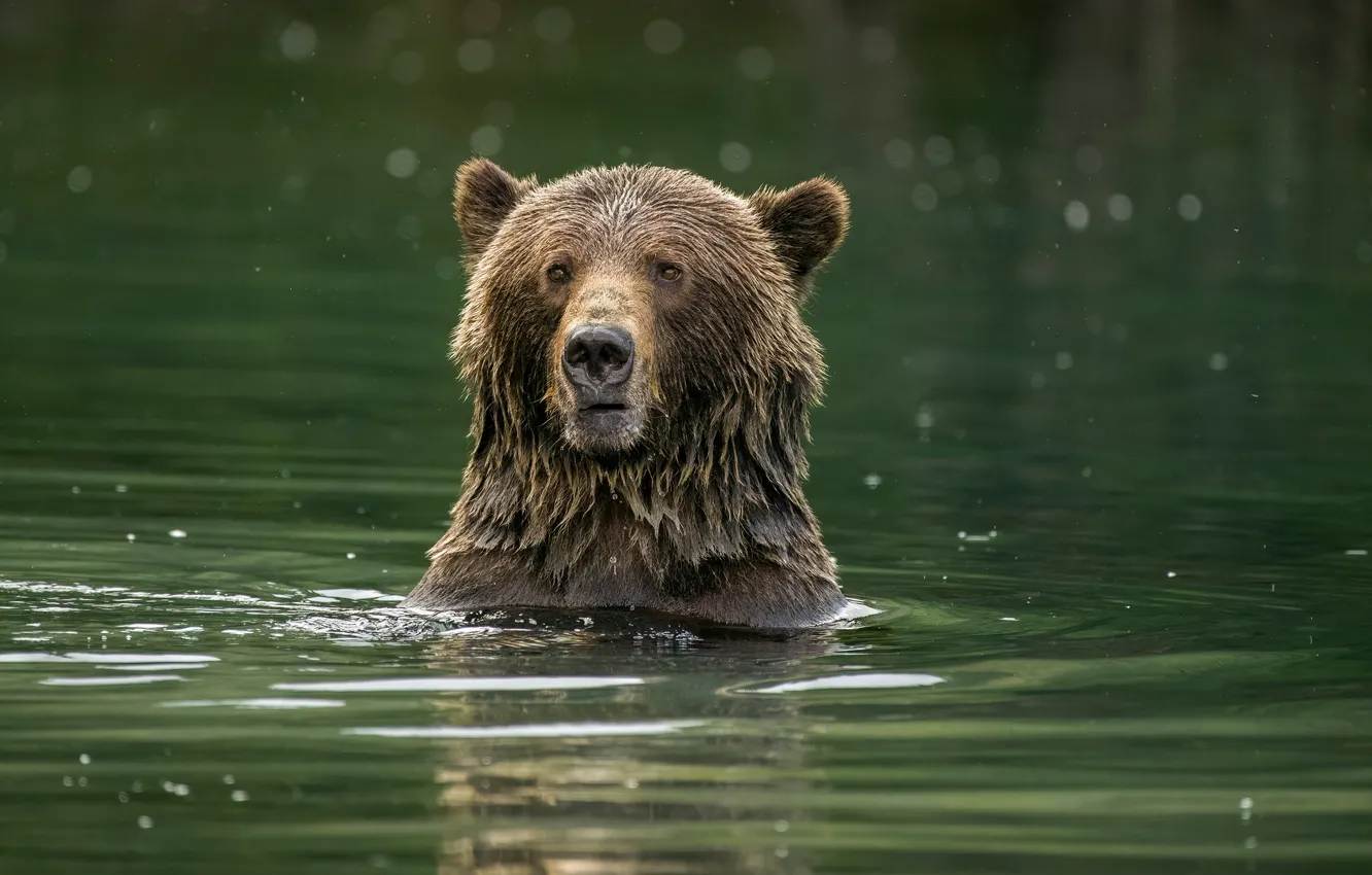 Photo wallpaper face, nature, pose, bear, bathing, pond, brown