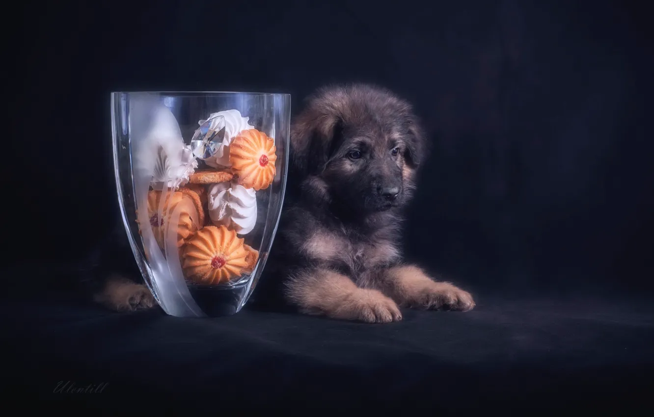 Photo wallpaper cookies, puppy, German shepherd