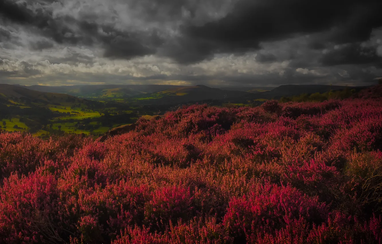 Photo wallpaper field, the sky, landscape, flowers, clouds, nature, hills, view