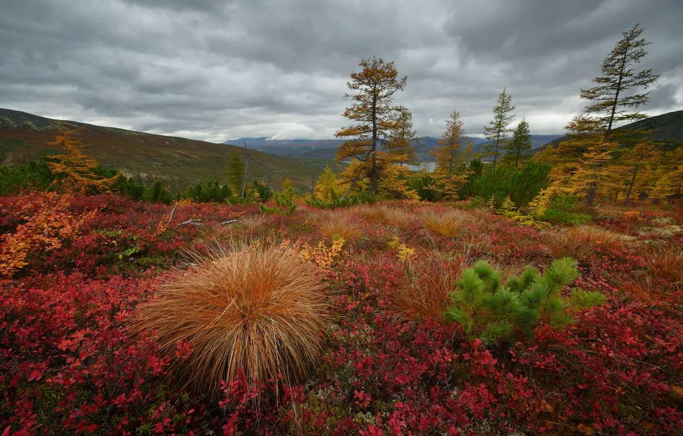 Photo wallpaper autumn, forest, trees, hills, vegetation, autumn nature