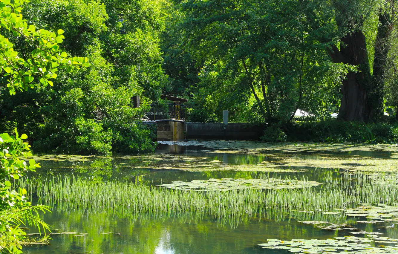 Photo wallpaper trees, water, park, lake, pond