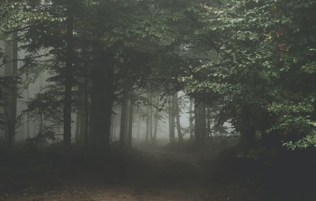 Photo wallpaper road, forest, trees, nature, fog, Poland