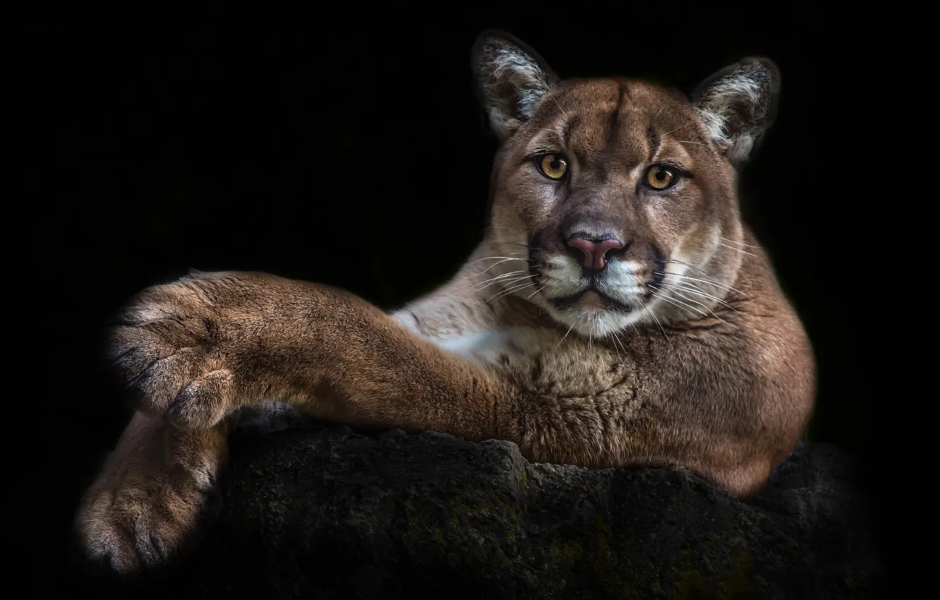 Photo wallpaper look, face, portrait, paws, lies, black background, Puma, wild cat