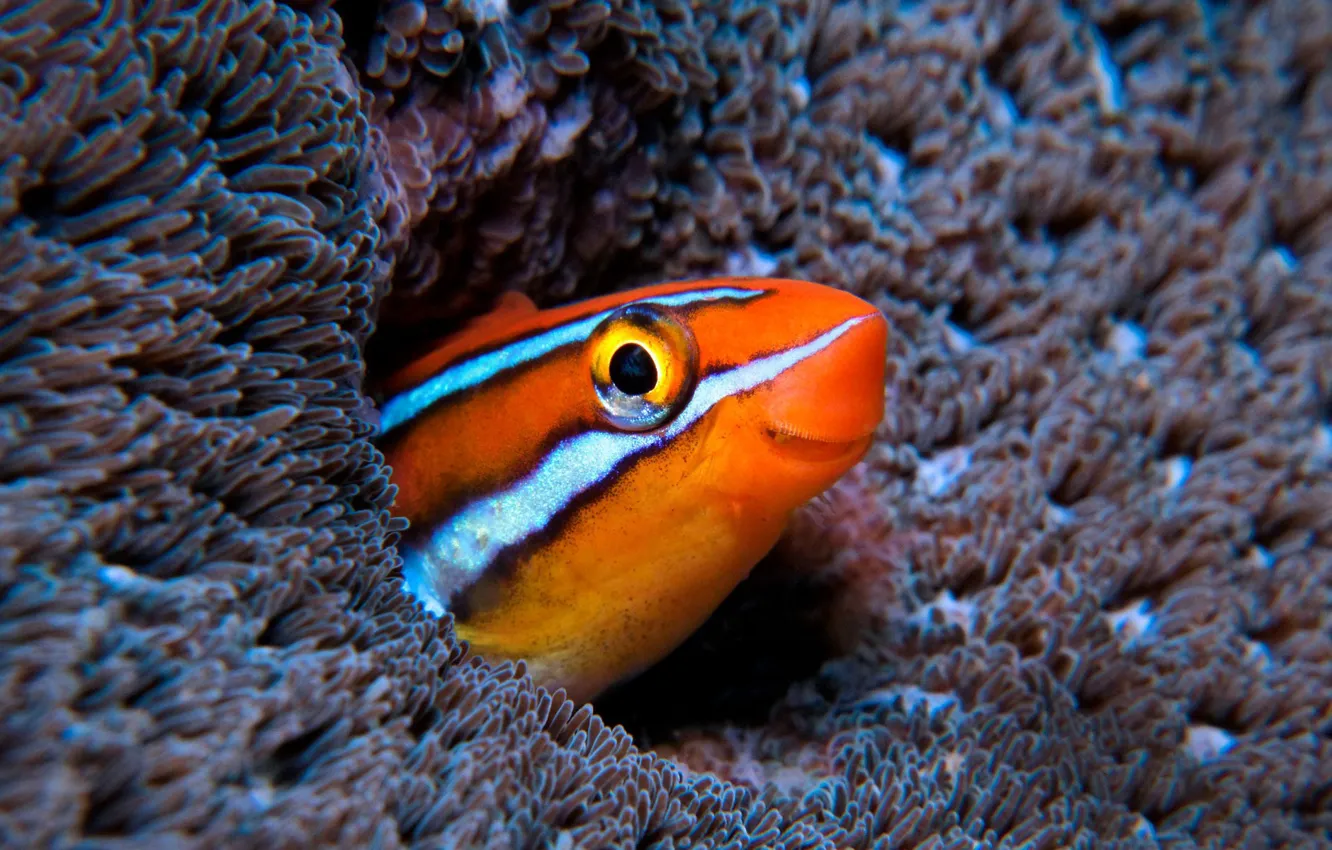 Photo wallpaper fish, reef, sizepolicy will plagiarim