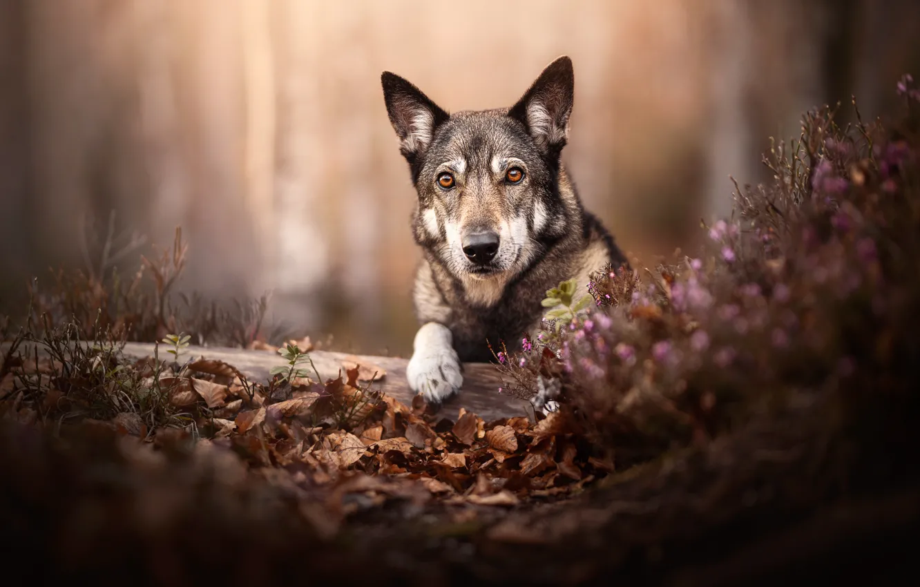 Photo wallpaper look, face, dog, log, bokeh, fallen leaves