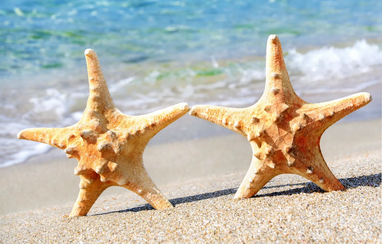 Photo wallpaper sand, sea, beach, starfish, summer, beach, sea, sand