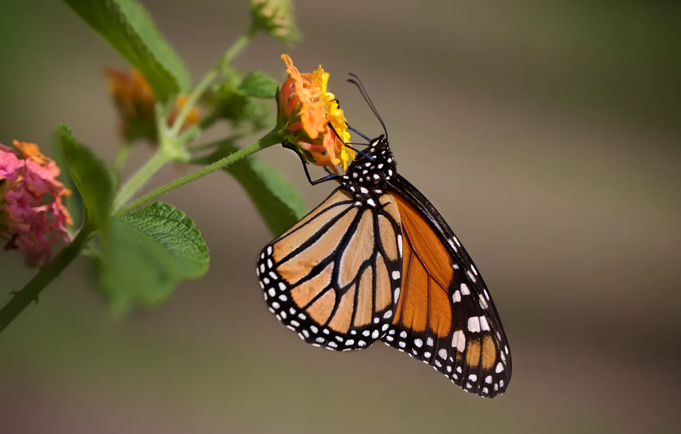 Photo wallpaper flowers, butterfly, bokeh