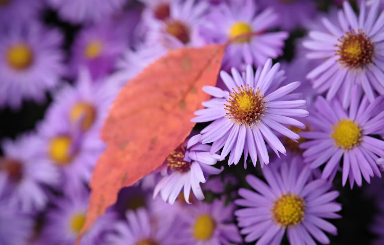 Photo wallpaper flowers, leaf, lilac, asters