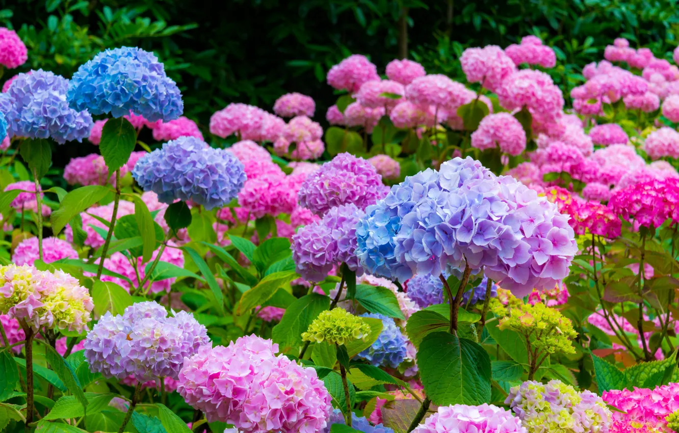Photo wallpaper flowers, thickets, garden, blue, pink, flowering, the bushes, a lot