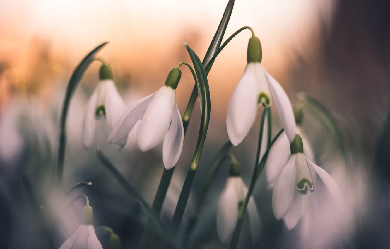 Photo wallpaper flowers, glade, blur, spring, snowdrops, bokeh