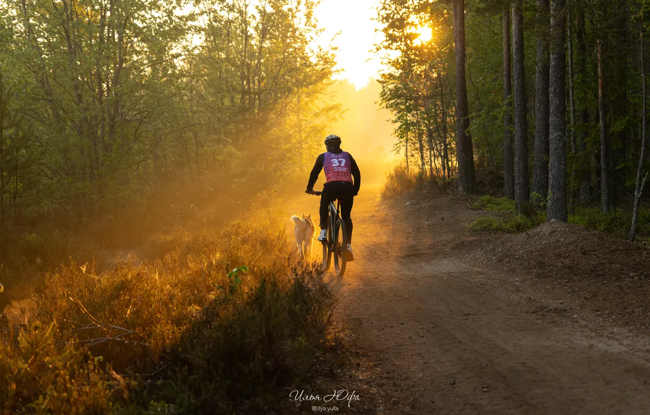Photo wallpaper forest, trees, dawn, dog, white nights, path, bike ride, Ilya Yufa