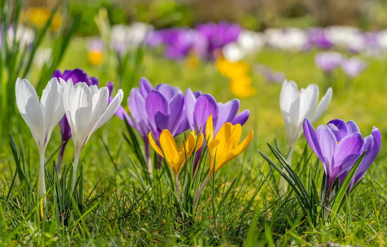 Photo wallpaper flowers, spring, crocuses