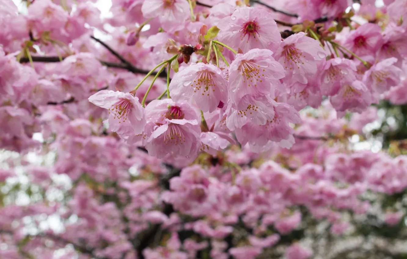 Photo wallpaper drops, spring, Sakura, pink