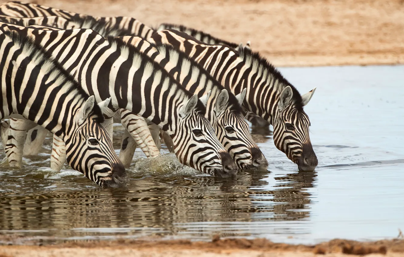 Photo wallpaper shore, drink, pond, muzzle, the herd, Zebra