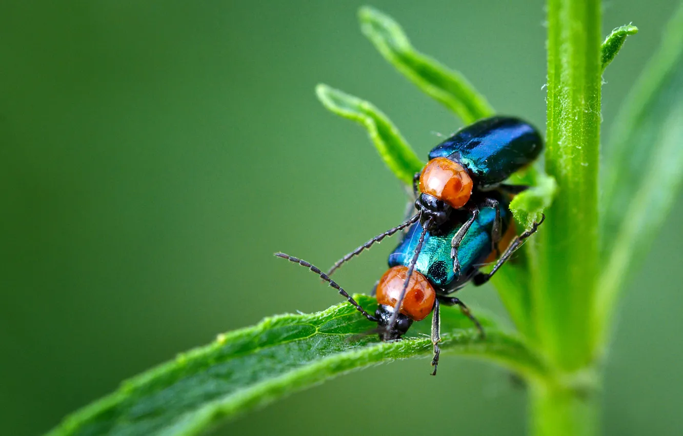 Wallpaper BACKGROUND, PAIR, GREEN, INSECTS, STEM, BUGS for mobile and ...