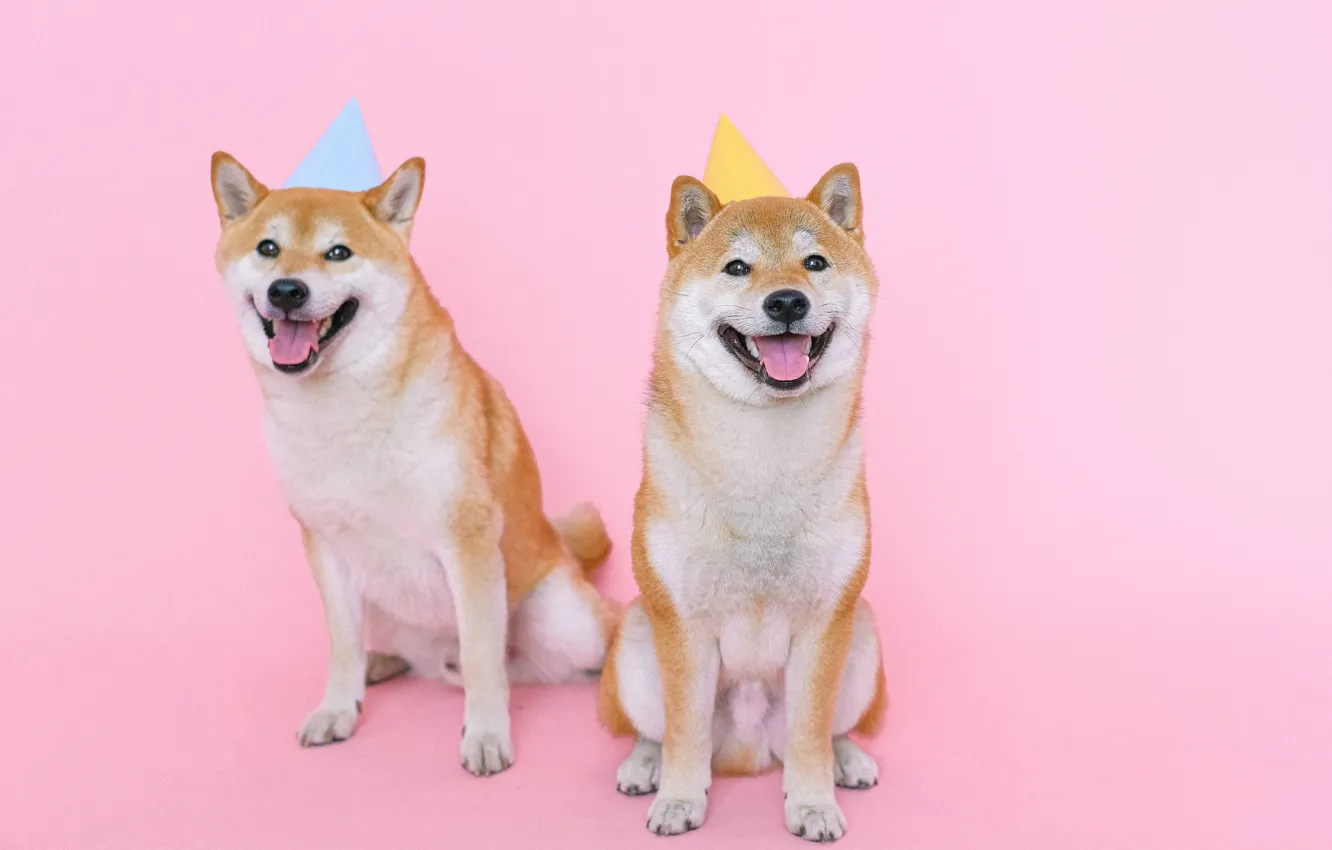 Photo wallpaper dogs, pink background, beanie, dogs, Milota, Shiba inu, handsome, Anna Shvets