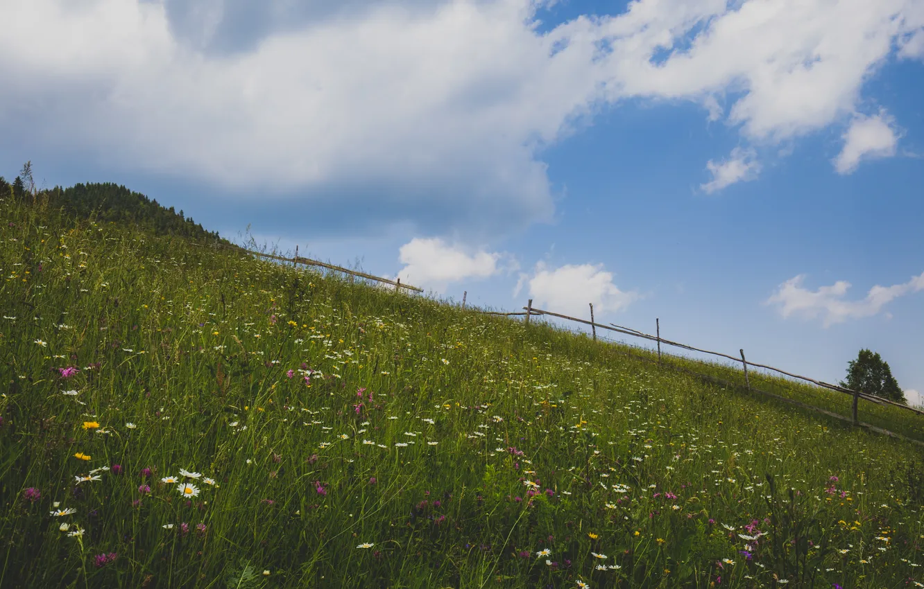 Photo wallpaper field, the sky, grass, clouds, trees, flowers, hills, the fence