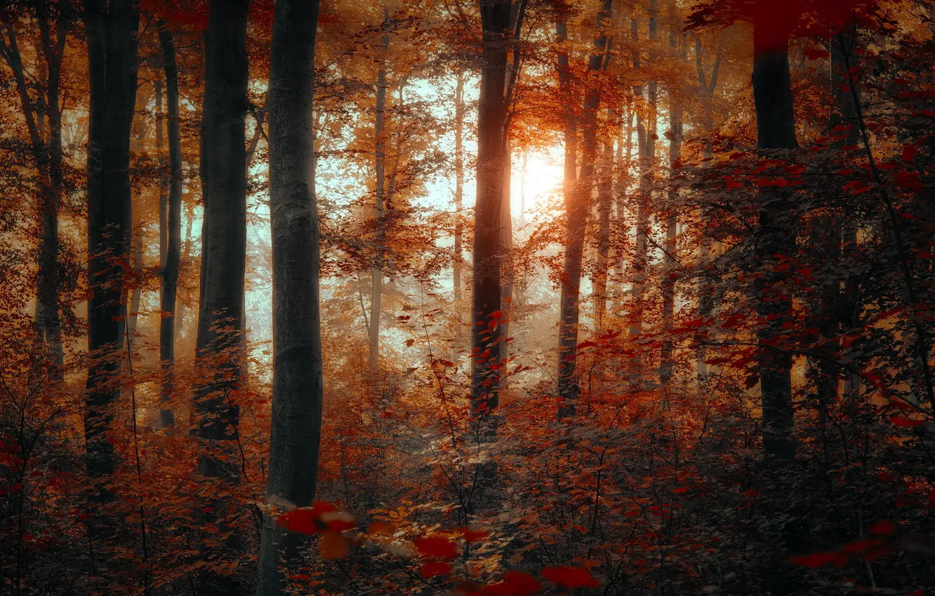 Photo wallpaper forest, trees, nature