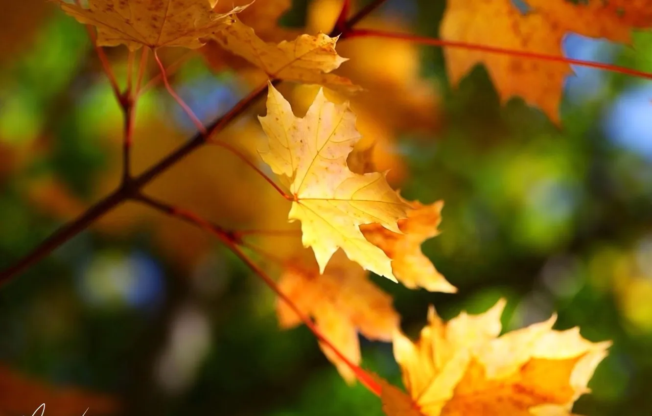 Photo wallpaper autumn, leaves, nature, maple