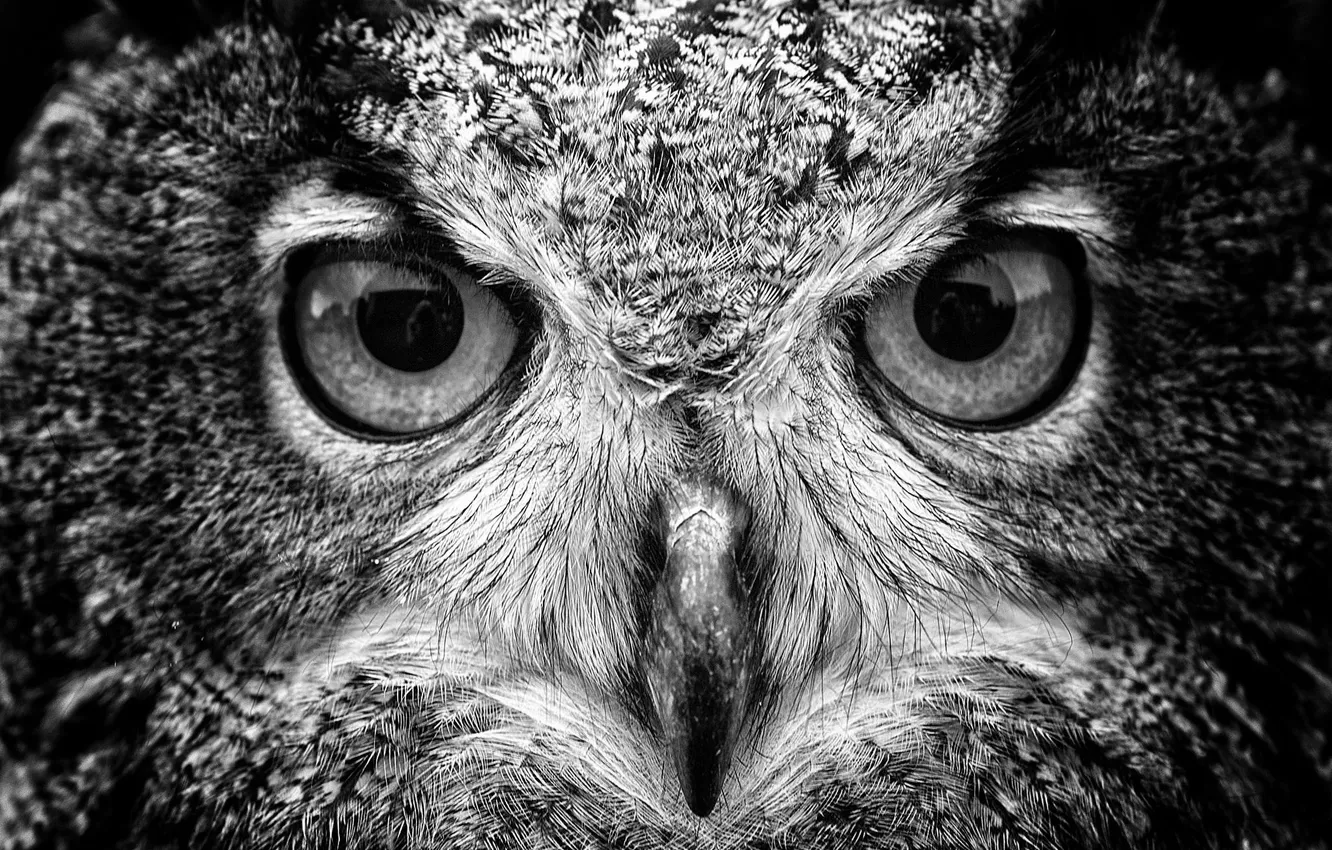 Photo wallpaper look, bird, beak, predatory