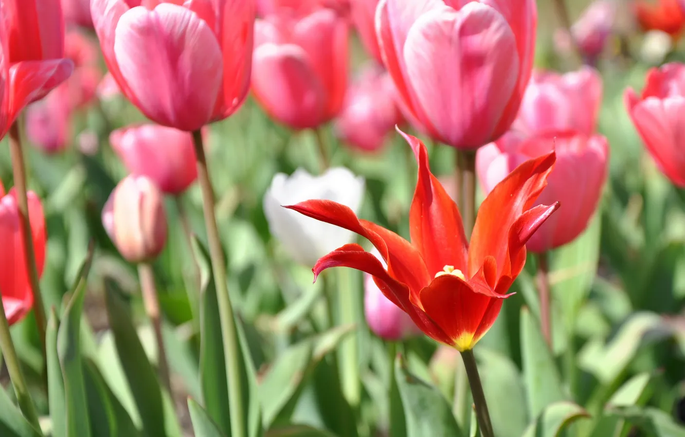 Photo wallpaper flowers, red, spring, tulips, pink, Sunny, a lot