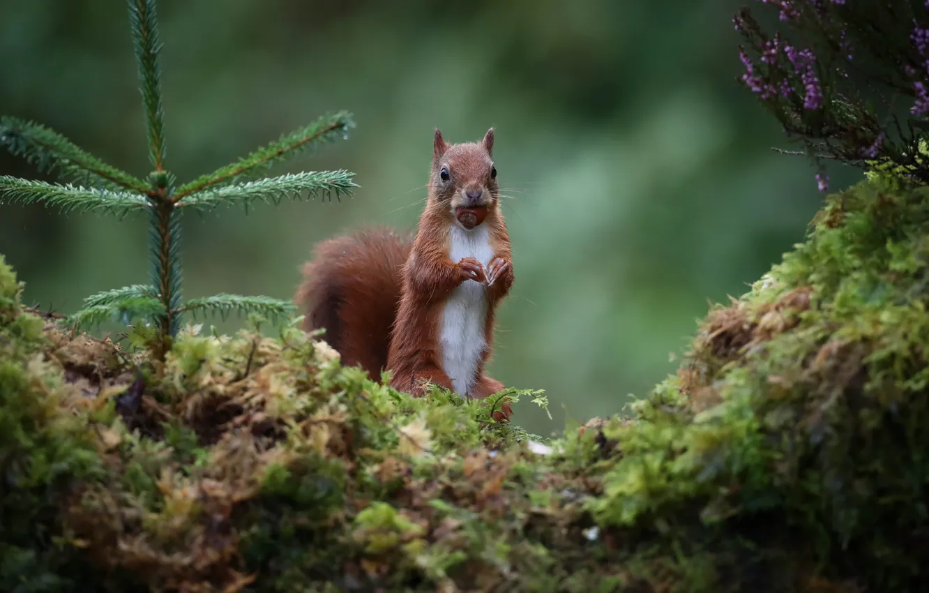 Photo wallpaper moss, protein, nuts, stand