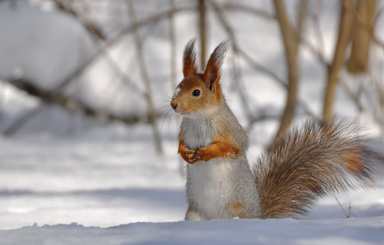Photo wallpaper snow, curiosity, sunlight, Squirrel in winter plumage, a careful look, interest