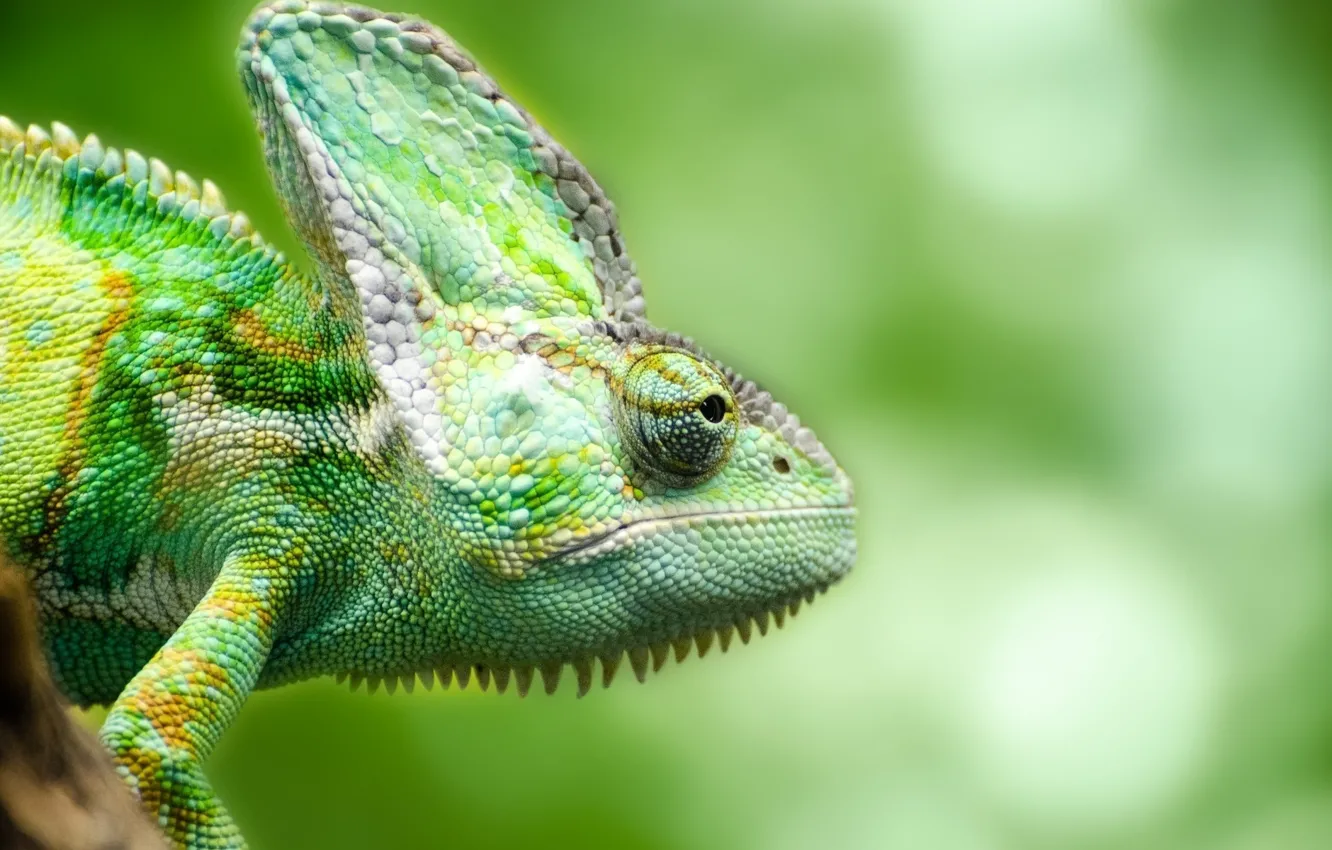 Photo wallpaper green, chameleon, reptile