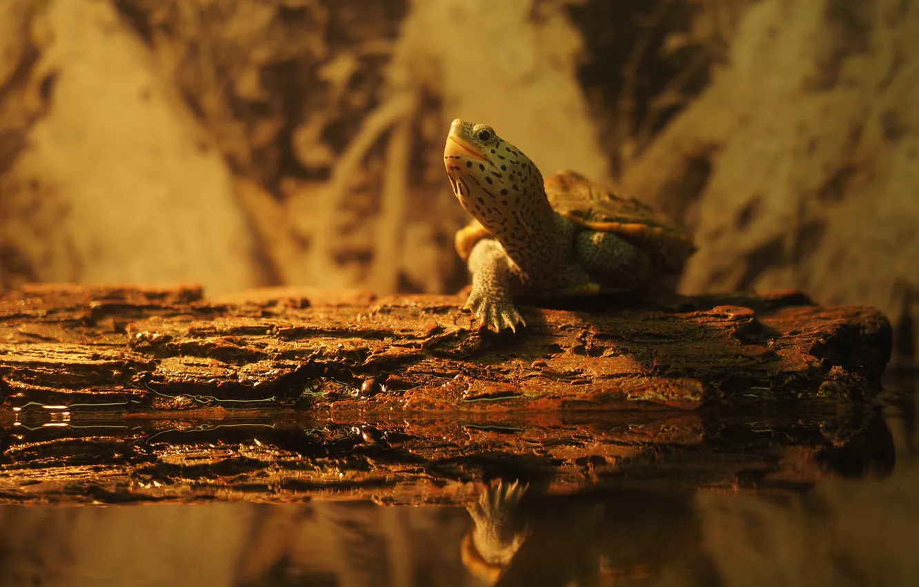 Photo wallpaper shore, turtle, log, pond, water turtle