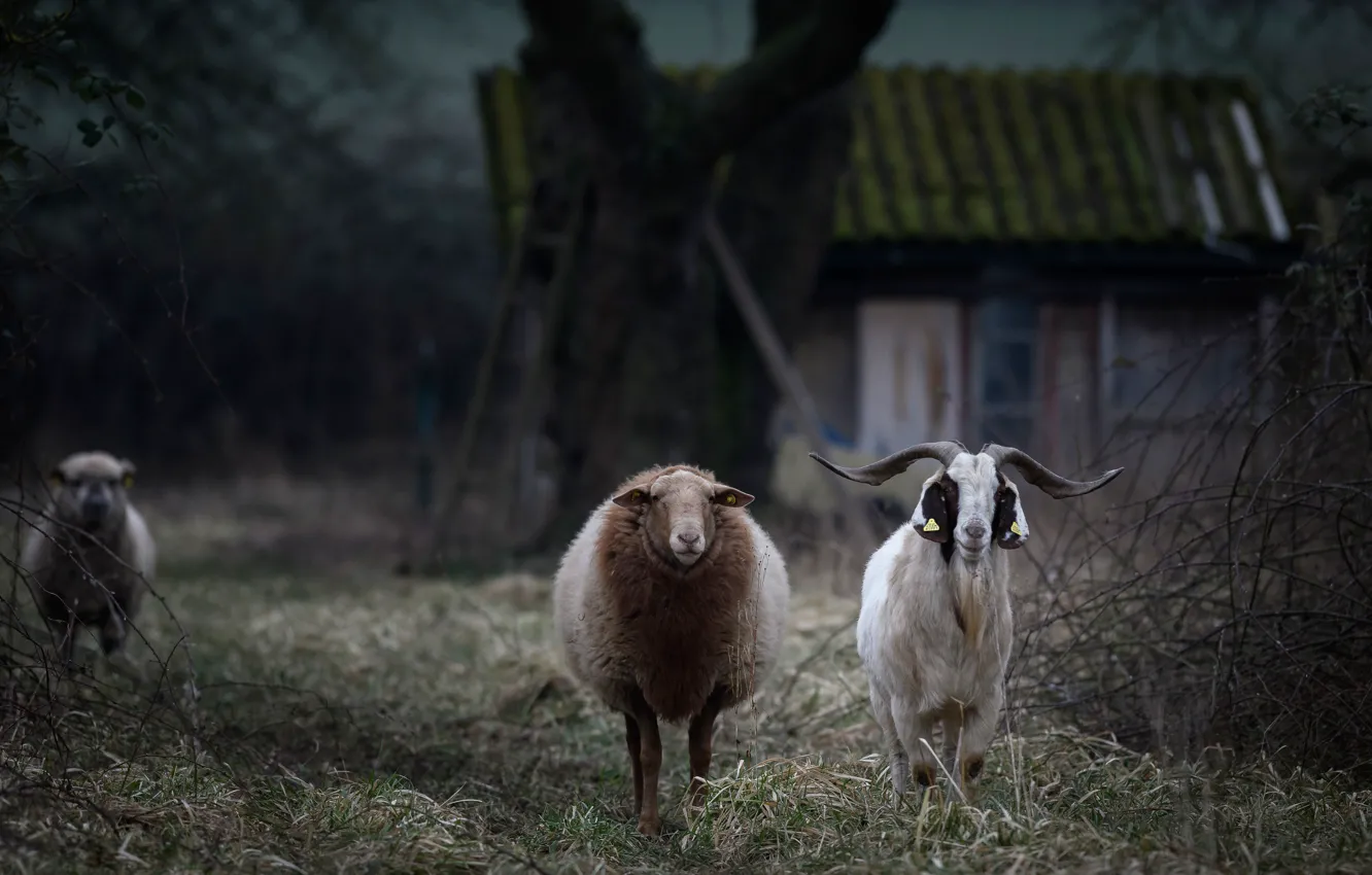 Photo wallpaper grass, look, face, trees, branches, the dark background, each, animal