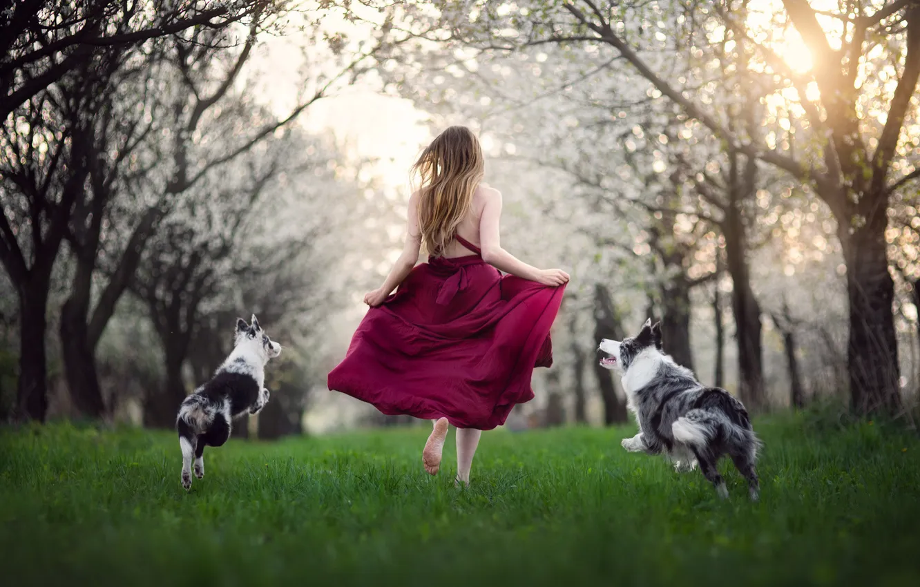 Photo wallpaper girl, Park, dog, spring, garden, walk, flowering