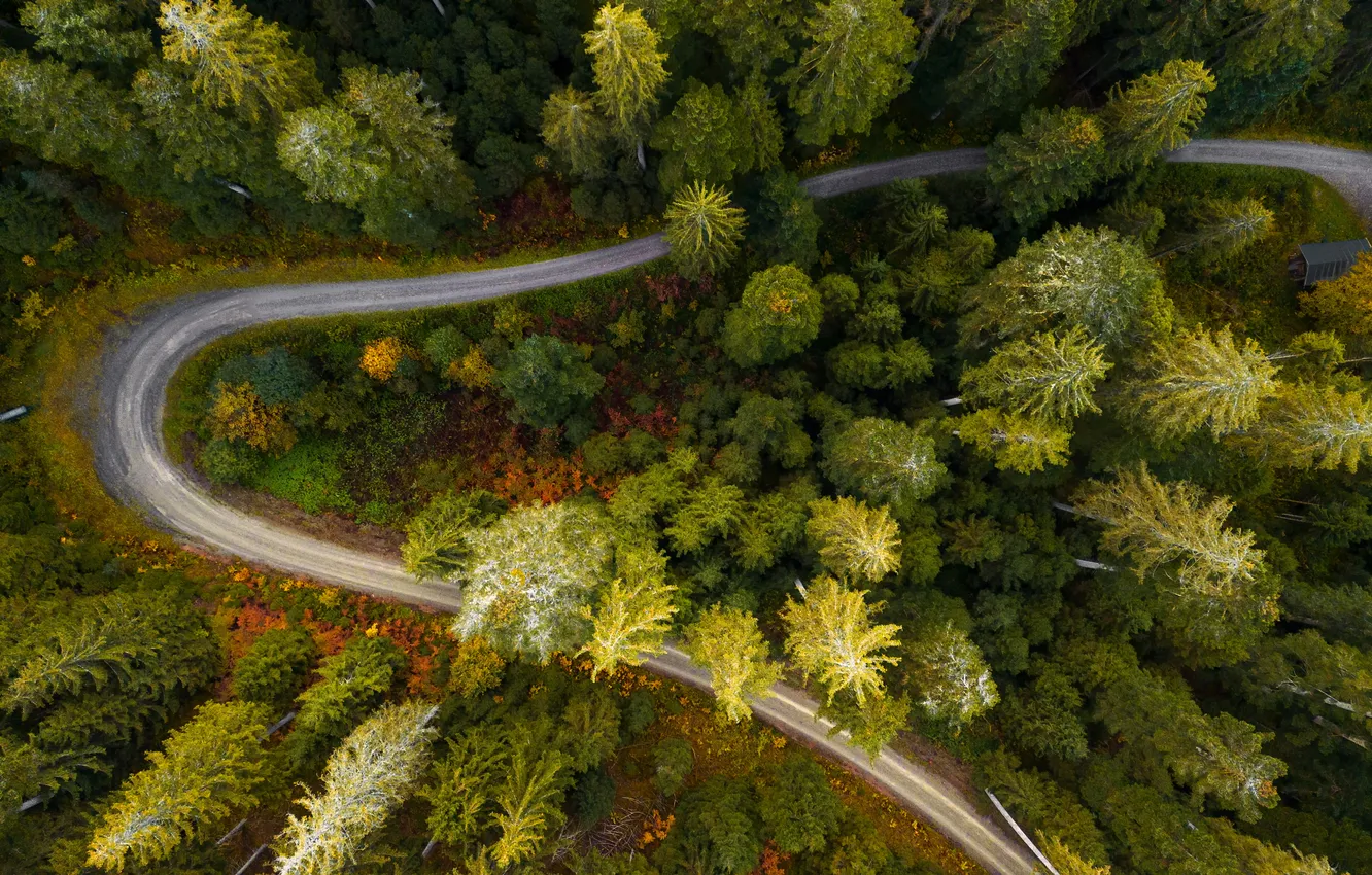Photo wallpaper road, forest, nature