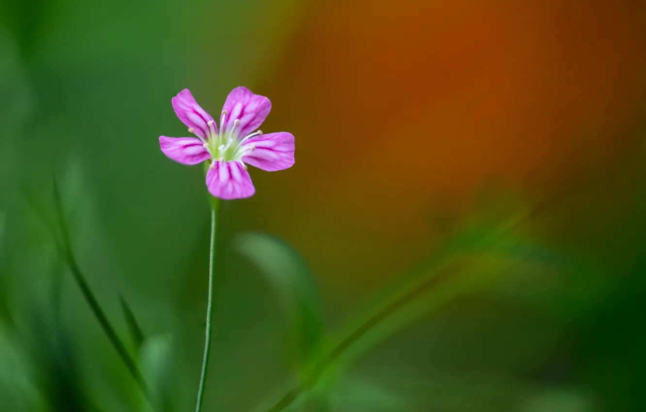 Photo wallpaper flowers, background, green background, Fleur Walton