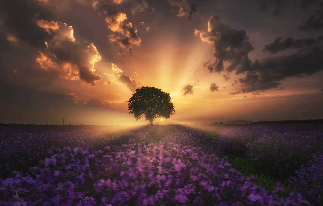 Photo wallpaper field, the sky, clouds, rays, light, trees, flowers, fog