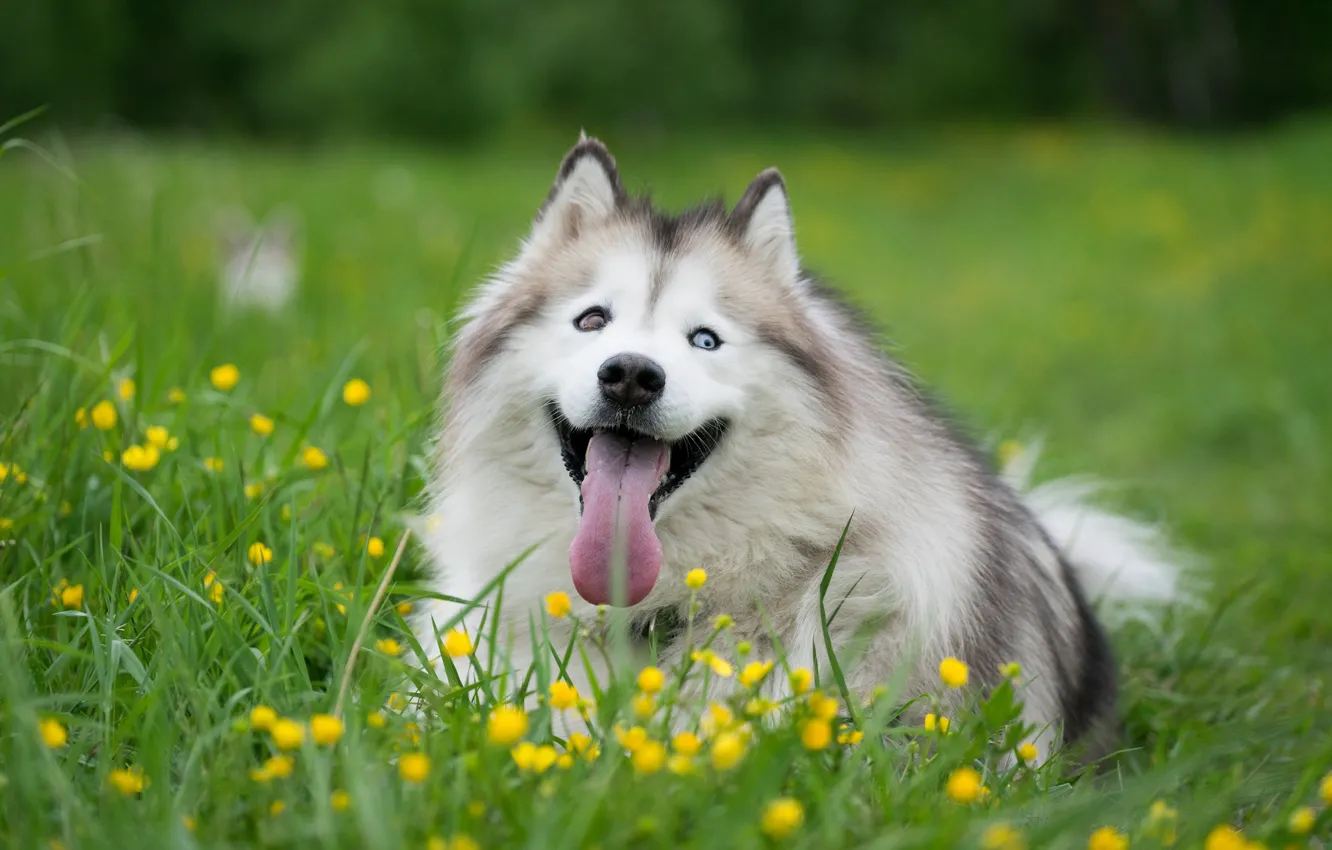 Photo wallpaper language, grass, flowers, dog, husky