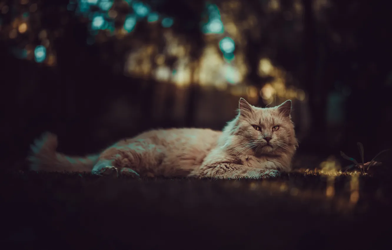 Photo wallpaper cat, cat, look, pose, face