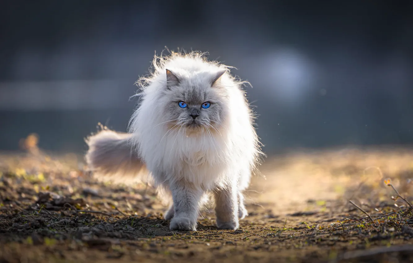 Photo wallpaper cat, cat, look, light, nature, grey, background, fluffy