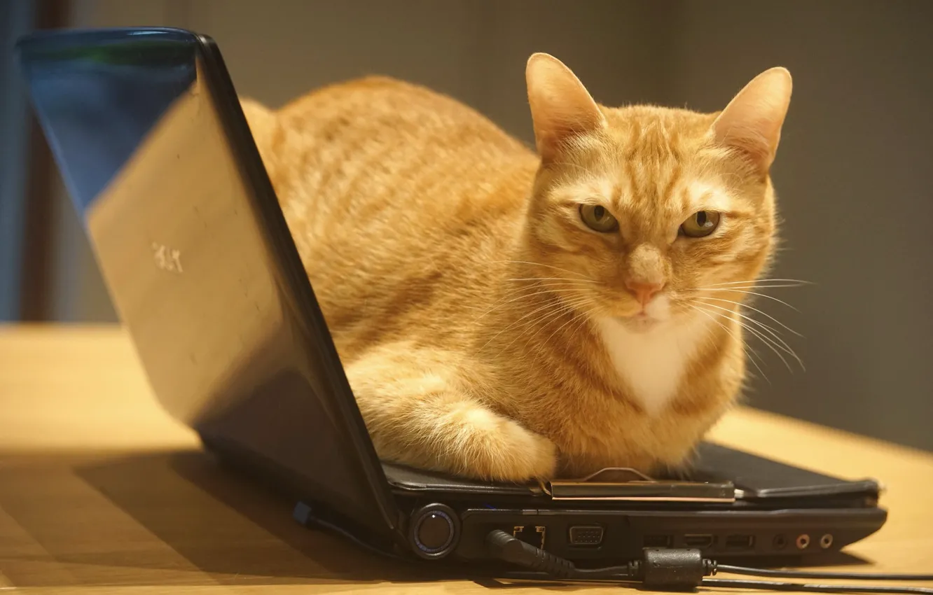 Photo wallpaper cat, gadget, information technology, the room, technique, electronics, check out, deflate the old