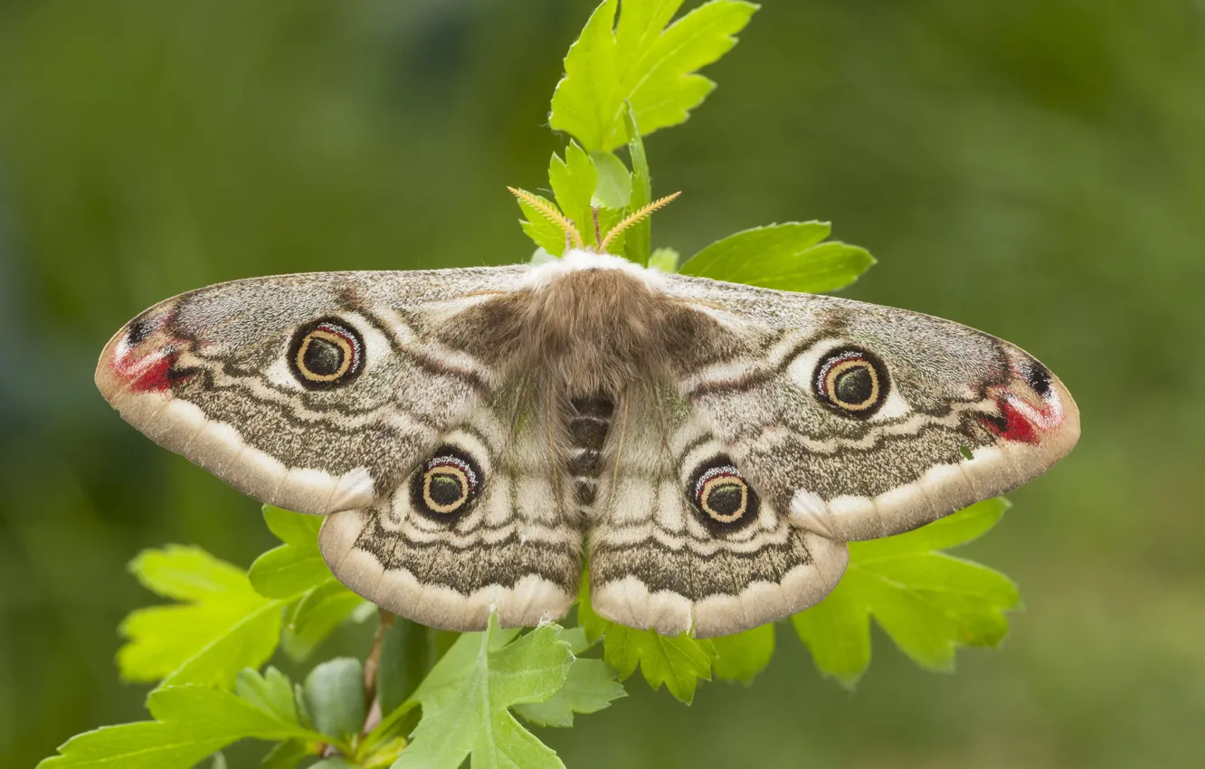 Photo wallpaper macro, pattern, butterfly, wings, Emperor moth