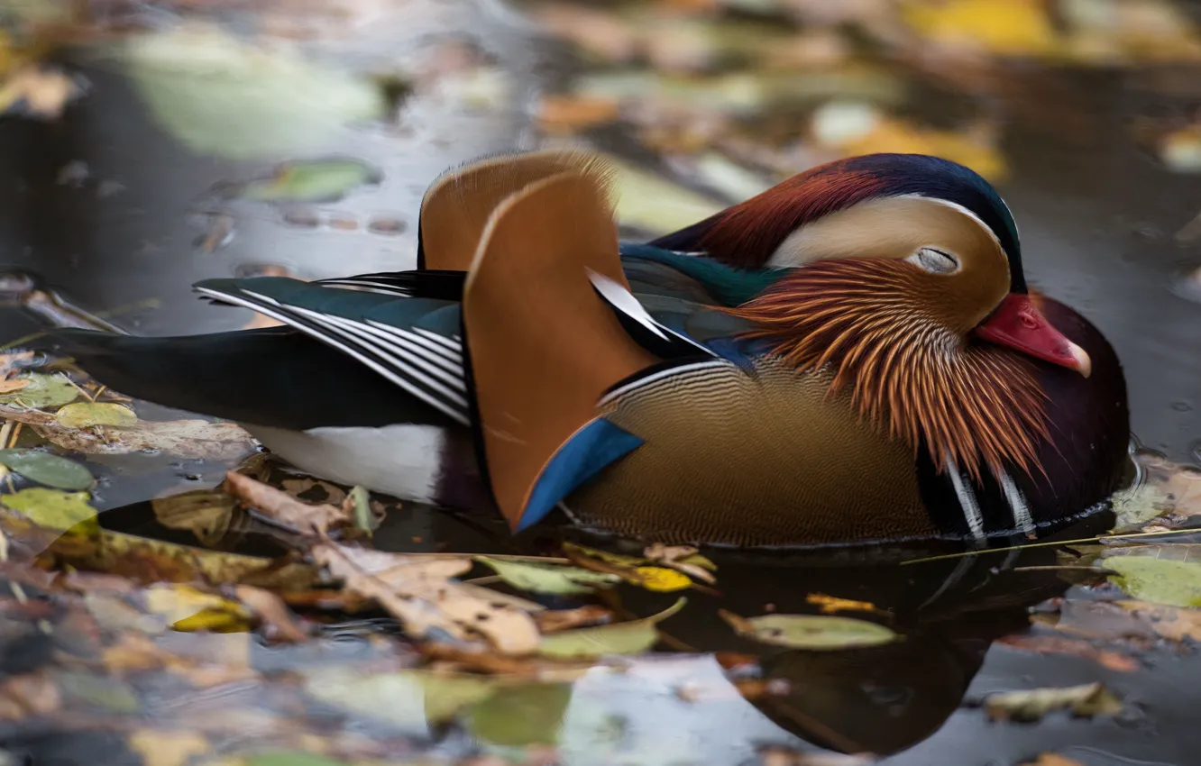 Photo wallpaper autumn, leaves, water, nature, lake, pond, stay, bird