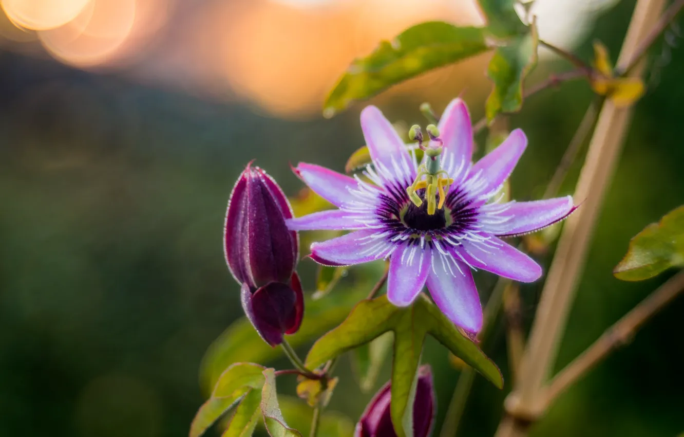 Photo wallpaper flowers, buds, flowering, Passionflower