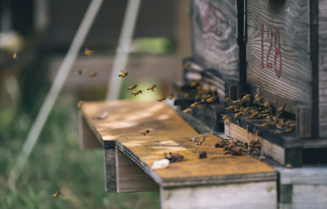 Photo wallpaper summer, bee, beehive