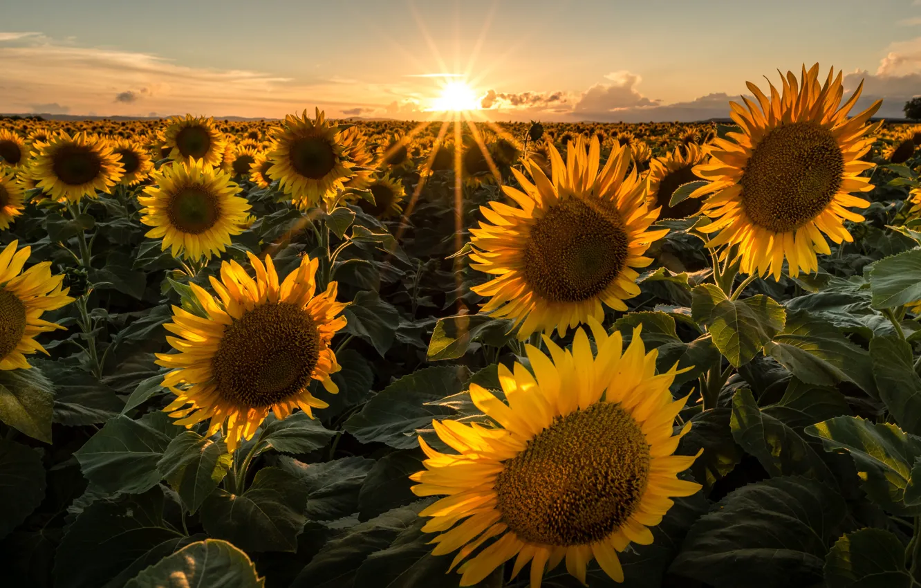 Photo wallpaper field, the sun, rays, sunflowers, sunset, nature